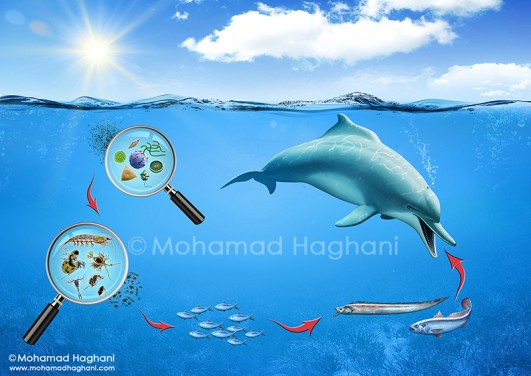 چرخه غذایی موجودات دریایی